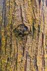 Terceira, Azores, Portugal. Bark of a conifer tree. Art Print